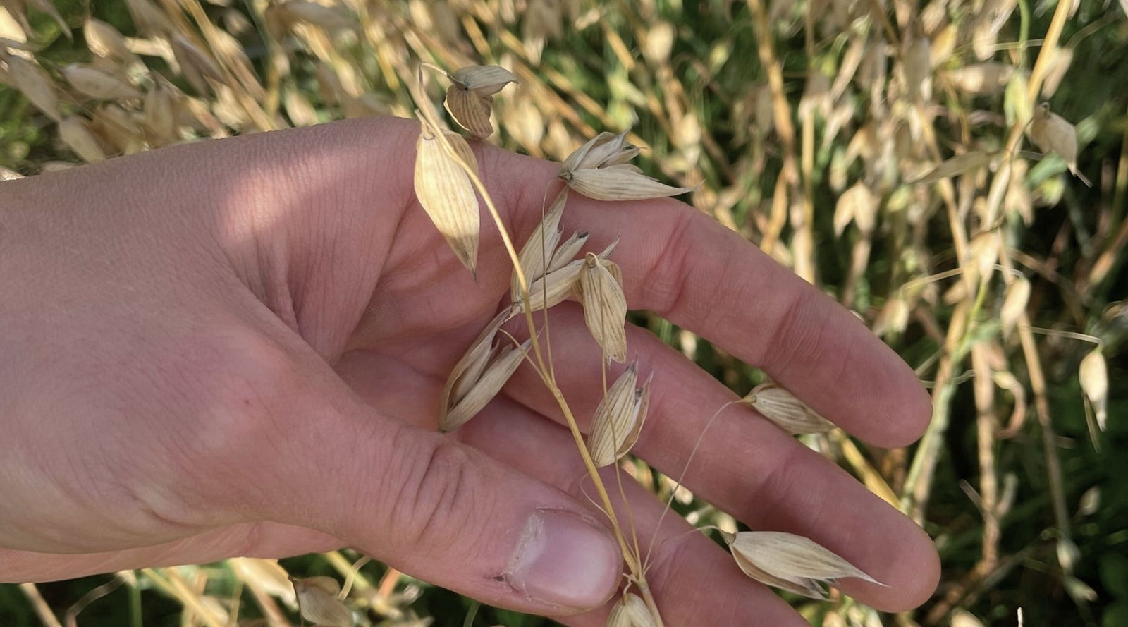 6 anledningar att äta mer fiber varje dag